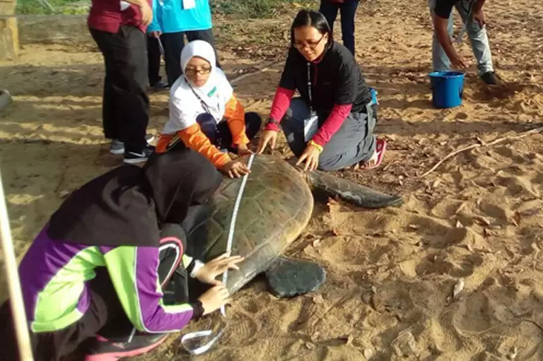 The Back 2 Nature – Turtle Camp Programme 2019